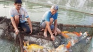 Nuôi thành công loài cá 'quốc ngư' Nhật Bản toàn con to bự ở một nơi của Bắc Giang, thu 1 tỷ