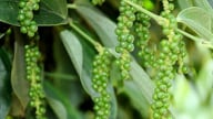Giá tiêu nội địa giảm đáng kể do nhu cầu xuất khẩu không ổn định
