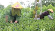 Sơn Dương (Tuyên Quang) 100% số xã về đích nông thôn mới 