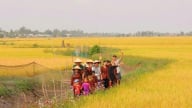 Câu chuyện dòng sông: Gợi mở tư duy vận hành chính quyền 2 cấp ở tỉnh Đồng Tháp