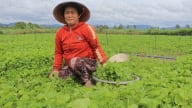 Nhổ bừa cây rau dại này về trồng, nay dính tí nước tốt um ở Gia Lai, cứ cắt là thương lái 'khuân' hết sạch