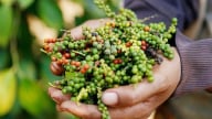 Giá tiêu đồng loạt lao dốc ở các quốc gia sản xuất hàng đầu, tiêu nội chao đảo xuống thấp nhất hơn 1 năm