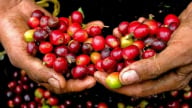 Cà phê Việt Nam có thể tiếp tục giảm giá trong thời gian tới, đâu là lý do?