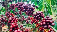 Đây là yếu tố gây áp lực giảm mạnh lên giá cà phê trong nước và thế giới