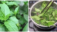 Bầu đất là rau gì mà là loại dược liệu tốt cho sức khoẻ đến vậy?