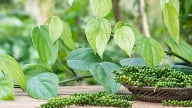 Tiêu có tuần tăng giá, thị trường đang chứng kiến hiện tượng khan hiếm hàng lưu thông