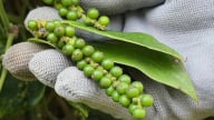 Thị trường tiêu ảm đạm, mức thuế quan chưa rõ ràng khiến các doanh nghiệp cẩn trọng ký kết hợp đồng