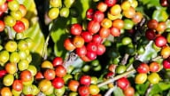 Cà phê trong nước tăng giá mạnh hơn, trên sàn Robusta bật tăng trở lại