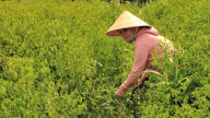 Thứ rau ngon dính tí nước tốt um, nhai ngọt như mì chính, trồng có 4 sào ở Bà Rịa-Vũng Tàu mà cầm cục tiền to