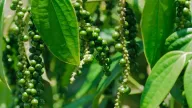 Giá tiêu có tuần tăng vọt, xuất khẩu tiêu sang Trung Quốc đang cải thiện rõ rệt