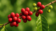 Sau 6 phiên cà phê giảm giá liên tiếp, Arabica đã bị bán quá mức