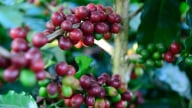 Vừa tăng, giá cà phê đã giảm trở lại xuống mức thấp nhất 1,5 tuần, điều gì đang xảy ra?