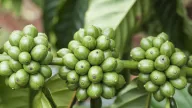 Robusta tiếp tục giảm mạnh, giao dịch tại thị trường nội địa thưa thớt khi mùa vụ kết thúc