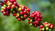 Giá cà phê hôm nay giảm trên cả hai sàn giao dịch, Robusta chạm đáy 14 tháng