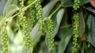 Các thông tin tích cực hơn, nông dân kỳ vọng giá tiêu sẽ trở lại mốc hồi đầu năm
