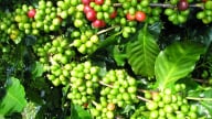 Giá cà phê tiếp tục giảm, thị trường đối mặt với biến động khó lường