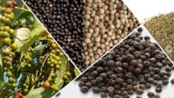 Giá ổn định, tiêu Việt Nam được cho là đang có nhiều lợi thế cạnh tranh