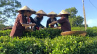 Để nông nghiệp hữu cơ không chỉ là 'trend': Trồng mận, chè hữu cơ, nông dân Sơn La, Thái Nguyên thu lợi kép (Bài 1)