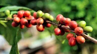 Giá cà phê suy yếu trở lại, dự báo 'nóng' về xuất khẩu cà phê Việt cuối năm