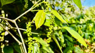 Giá tiêu đang chững, nông dân chỉ giữ lại lượng hàng ít để chờ biến động mới