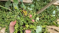Biến động thời tiết có thể ảnh hưởng đến nguồn cung hạt tiêu, dự báo 'nóng' giá tiêu nội địa