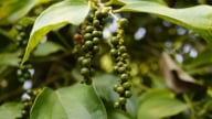 Giá tiêu im ắng, chưa có kết quả cuối về mức thuế đối kháng đối với hạt tiêu của Brazil
