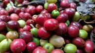 Giá cà phê bật tăng mạnh vì thông tin sương giá