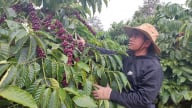 Các ông chủ vườn cà phê rộng lớn ở Gia Lai đang thuê một loại dịch vụ mới, 'ăn ngon ngủ yên' vẫn có tiền