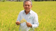 Ông nông dân An Giang đưa giống lúa Nhật vào trồng, kéo cả hợp tác xã 213 thành viên trở nên khá giả