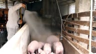 Nông thôn Tây Bắc: Gần 8.000 con lợn bị tiêu hủy, Tuyên Quang lập 2 tổ công tác chống dịch tả lợn châu Phi