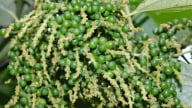 Giá hạt tiêu vẫn ổn, kết thúc vụ thu hoạch, sản lượng tiêu Việt Nam giảm