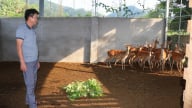 Tỷ phú Tuyên Quang là nông dân bỏ nghề buôn con đặc sản kia về nuôi con động vật hoang dã này, trồng thêm cam sành