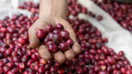 Robusta tăng rất mạnh, giá cà phê trong nước cũng tăng 4 ngày liên tiếp