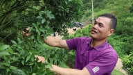 Đây là các cây trồng mới đang ra quả ngon, quả tốt, giúp nơi này là 'bản người Mông giàu nhất xã biên giới' tỉnh Sơn La