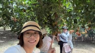 Ở Khánh Hòa có miệt vườn trái cây y như miền Tây, quả ngon, quả đặc sản chín rồi, người ta đang đến