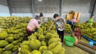 Hé lộ kinh nghiệm trồng sầu riêng ra quả ngon của nhà vườn tỉnh Lâm Đồng (mới)