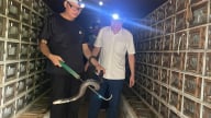 Nuôi rắn hổ mang to dài, một nông dân Thái Nguyên đạt danh hiệu nông dân sản xuất kinh doanh giỏi