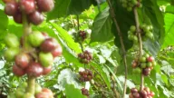 Giá cà phê sát ngưỡng 100.000 đồng/kg, nông dân đã ngừng bán, chờ giá tăng thêm