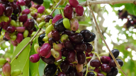 Qủa dại miền Tây thành đặc sản được săn lùng dịp hè