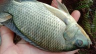  Biến ruộng hoang thành ao nuôi cá tiền tỷ, cá rô phi bơi dày đặc, một HTX ở Hải Phòng cứ bắt lên là bán hết