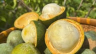 Độc đáo loại quả quý hiếm như báu vật, mấy chục năm mới có một lần ở Đà Nẵng