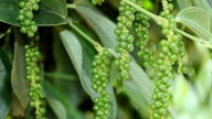 Giá tiêu vẫn duy trì ổn định ở mức cao, ngành tiêu Ấn Độ đang lo ngại