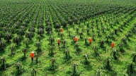 Thủ phủ trồng thanh long tỉnh Lâm Đồng quyết xây dựng xã nông thôn mới kiểu mẫu, thu nhập 75 triệu đồng/người/năm