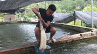 Nguy cơ 'vỡ trận' nghề nuôi cá tầm, bị lợi dụng thương hiệu: Hội Cá nước lạnh Lào Cai 'kêu cứu'