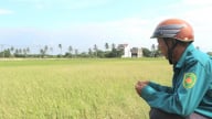 Hàng nghìn ha lúa đang 'yếu đi' ở tỉnh Quảng Trị (mới) do nguyên nhân gì?