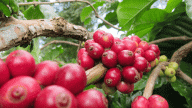 Giá cà phê tiếp tục tăng, Arabica tăng mạnh do căng thẳng giữa Mỹ và Brazil