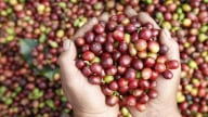 Giá cà phê lội ngược dòng, quay đầu giảm bởi lo ngại thuế quan Mỹ