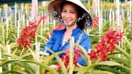 Tượng đài nông dân xóa nghèo trên đất thép Củ Chi (Bài cuối): Tiên phong xây dựng lớp nông dân mới