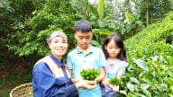 Một nữ nông dân ở Thái Nguyên trồng chè sạch, làm ra sản phẩm trà xanh công nghệ Nhật Bản 