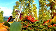 Giá tiêu tăng tuần thứ hai liên tiếp, tiêu xuất khẩu cũng tăng trên toàn thế giới
